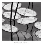 Lily Pads  Sunrise