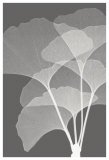 Ginkgos I