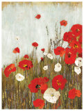 Scarlet Poppies