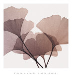 Ginkgo Leaves I