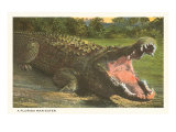 Florida Man-Eater  Alligator