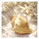 Coral Shell IV