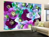Heliborus Pattern of Winter Blooming Flower  Sammamish  Washington  USA