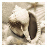 Iridescent Seashell III