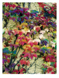 Variegation of the Vines I