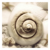 Iridescent Seashell I