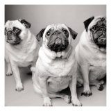 Three Pugs