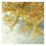 Under a Blue Sky