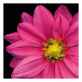 Pink Dahlia