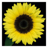 Sunflower Face
