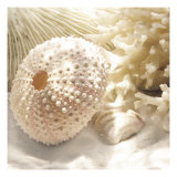 Coral Shell I