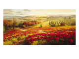 Red Poppy Panorama
