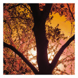 Sunset Forest I