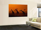 Giraffes Silhouetted at Twilight