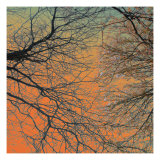 Sunset Forest III