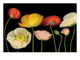 Poppy Garden I
