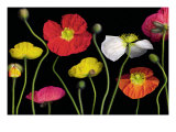 Poppy Garden II
