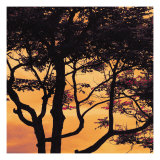 Sunset Forest IV