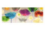 Poppy Panorama