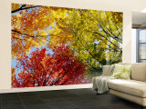 Colorful Trees in Fall  Autumn  Low Angle View