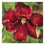 Rosa Odorada