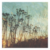 Wild Grass I