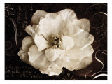 Garden Journal II
