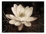Garden Journal IV