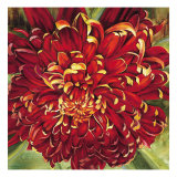 Chrysanthemum
