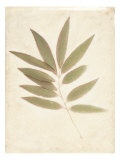 Bay Leaves