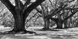 Majestic Oaks I