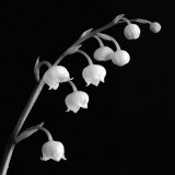 Spring Bells II
