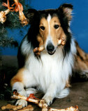 Lassie