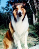 Lassie