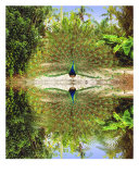 Peacock At Waters Edge