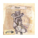 Anatomy Of A Heart I