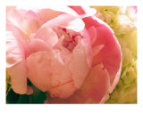 Peony