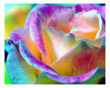 Artful Colorful Rose