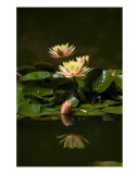 Water Lily Reflections