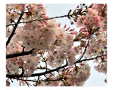 Cherry Blossom Branch