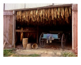 Curing Tobacco