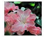 Fantasy Azalea Glow