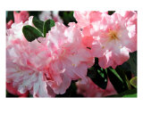 Azalea Spring