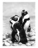 A Pair Of Penguins