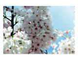 Cherry Blossom Glow