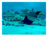 Manta Ray Reef