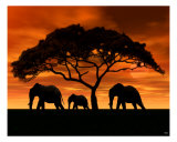 Elephant Sunset