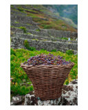 Grape Harvest In Azores Islands