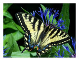 Yellow Monarch Butterfly