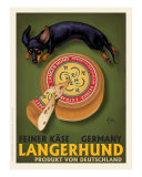 Langerhund Feiner Kase - Dachshund